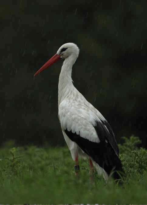 Ciconia ciconia