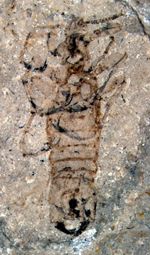 Puce male géante du Jurassique moyen (Mongolie intérieure, Chine).
