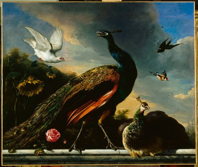 Paons, mâle et femelle 1681, Melchior D'Hondecoeter