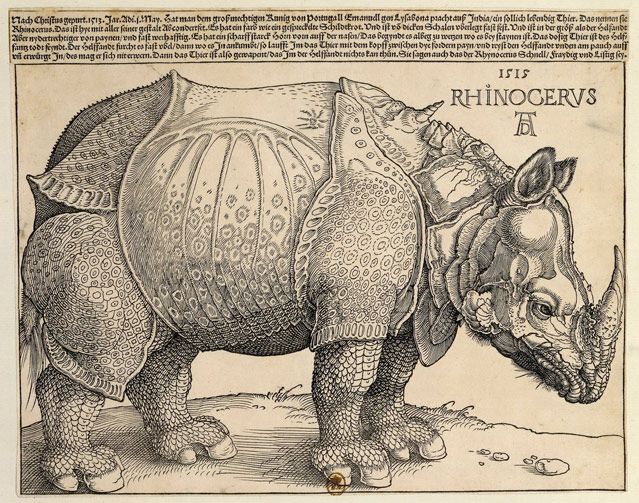Rhinocéros 1515, Albrecht Durer