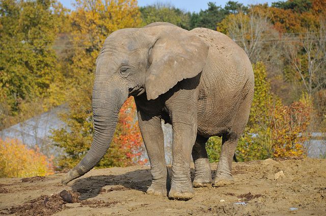 Elephant