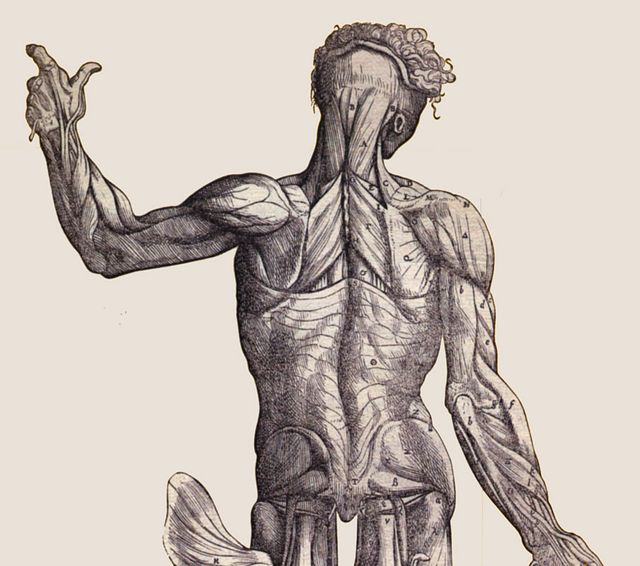 Vesalius Torso Essh