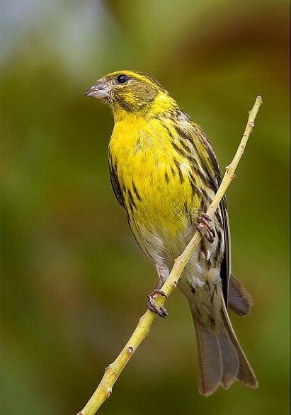 Serinus serinus