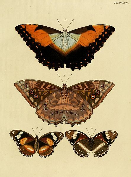 Papillon