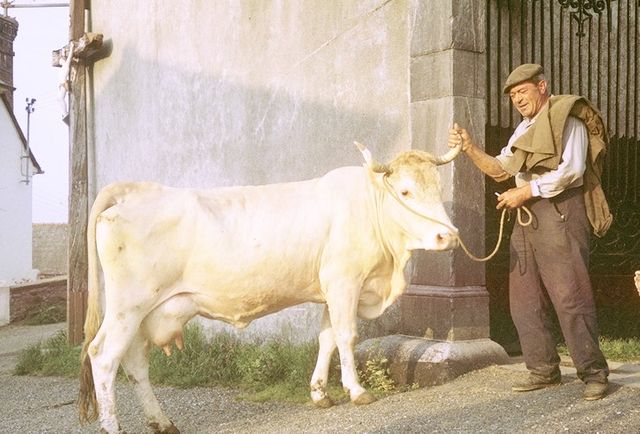 Agriculteur et sa vache Lourdaise à Lézignan - 1966