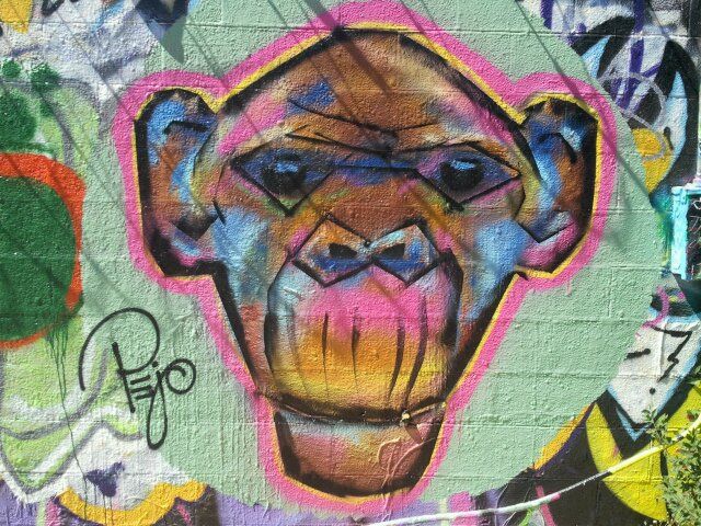 Chimp