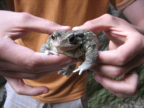 Crapaud