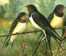 Hirundo rustica