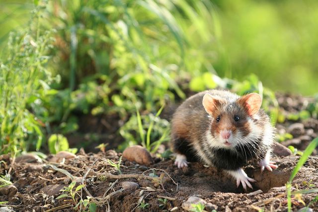 Grand hamster d’Alsace