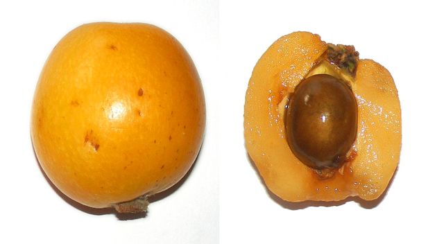 La nèfle du Japon