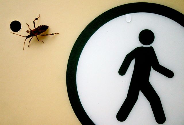 Entomophobia