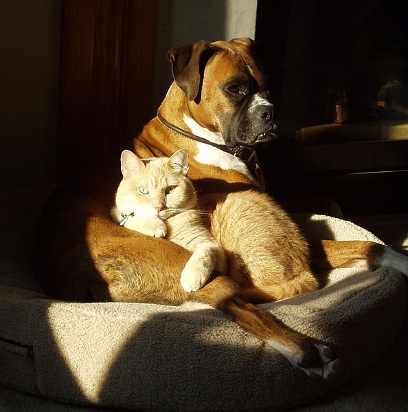 Chien et chat