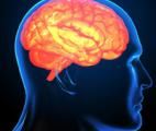 Le cerveau