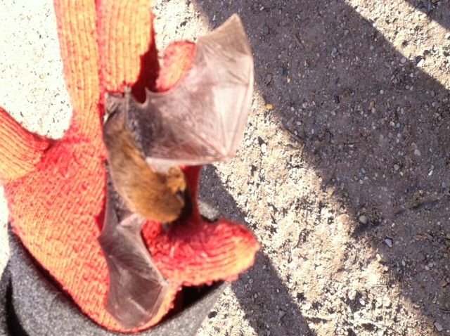 Chauve-souris