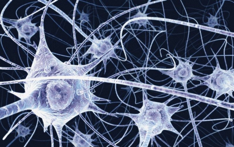 neurones miroir