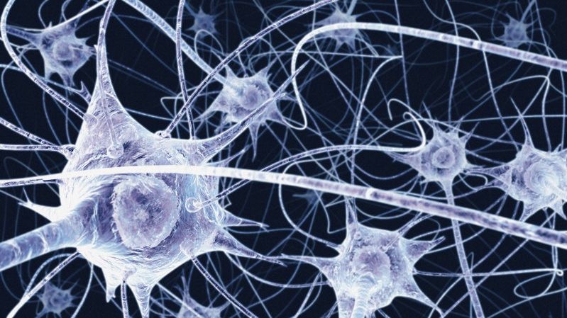 neurones miroir
