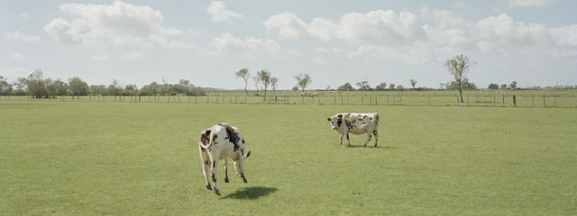 Le Voyage à Nantes - Vaches