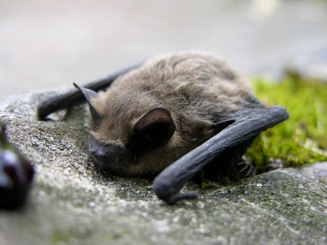 Bat