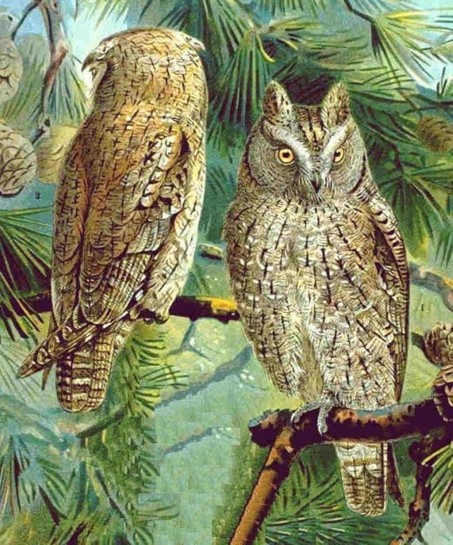 hibou petit duc scops