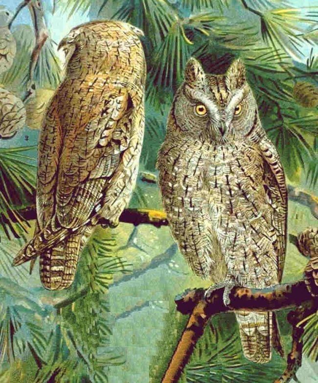 hibou petit duc scops