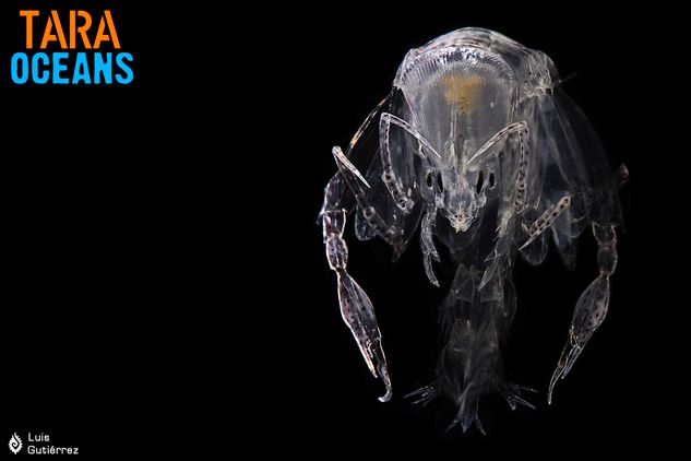 Phronima amphipod adulte / Tara