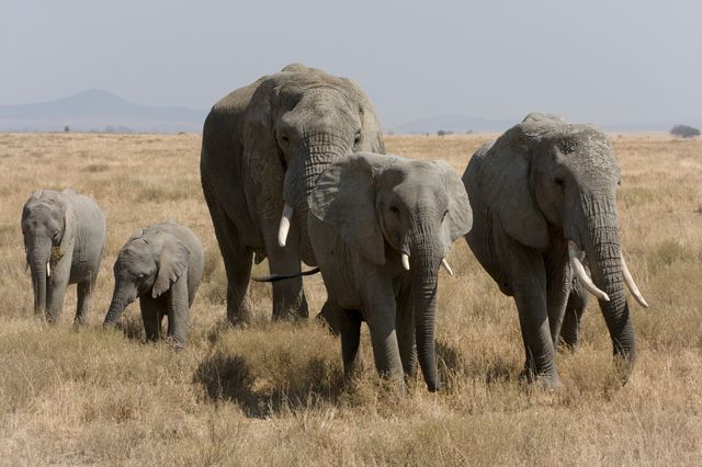 éléphants