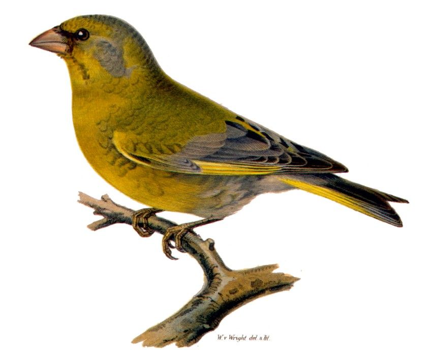 Carduelis chloris ♂