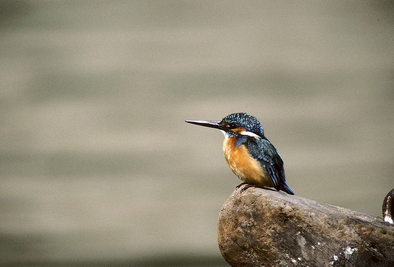 Martin-pêcheur, espèce bénéficiant d'une protection totale