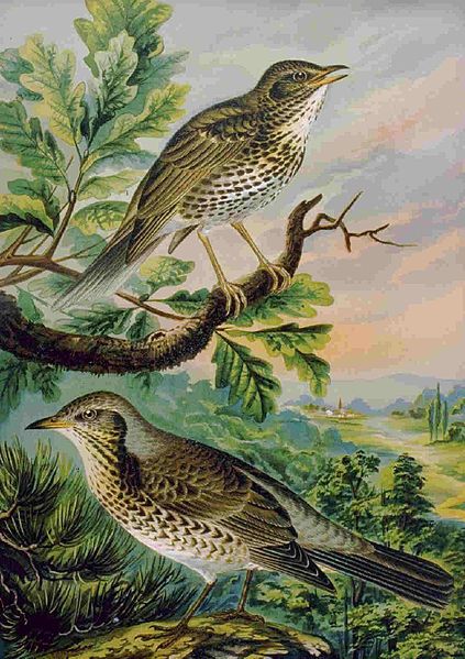 Turdus philomelos