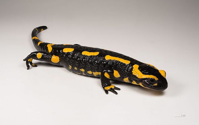 Salamandre