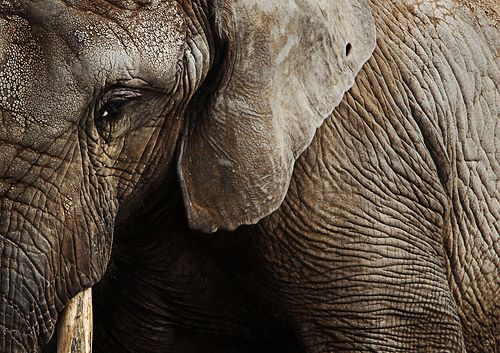 Eléphant