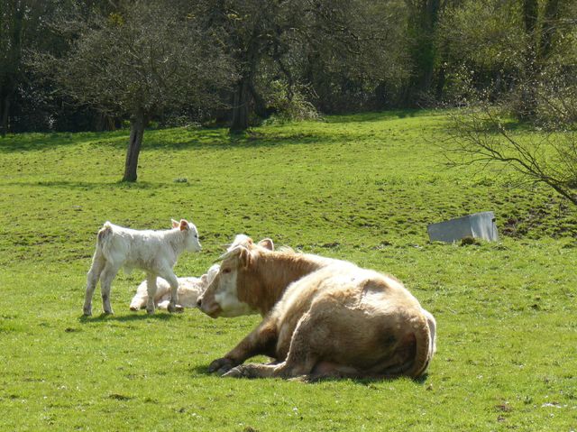Veaux, vache