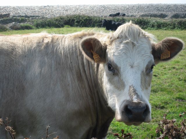 Goury5, Cotentin