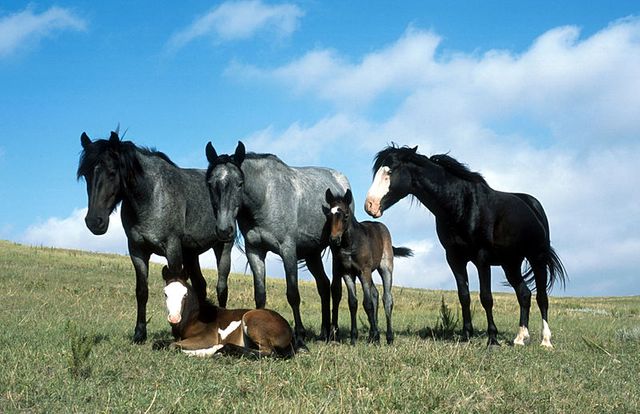 chevaux - The Nokota stallion Jumping Jack and his band of two mares and foals on the North Dakota prairie.