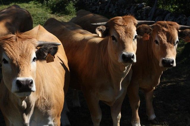 L'Aubrac