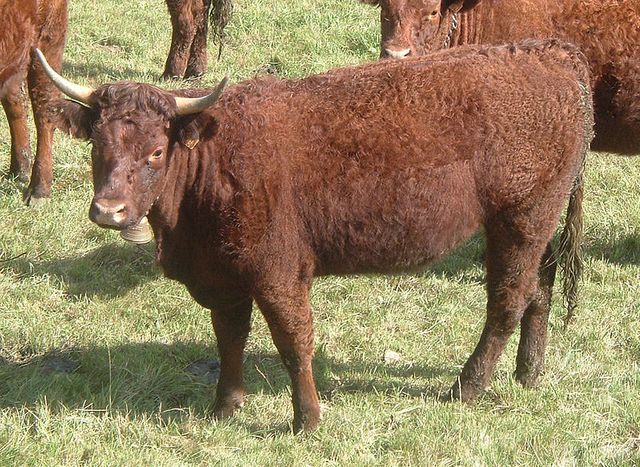 Vache de Salers