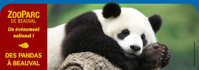 Panda au Zoo de Beauval