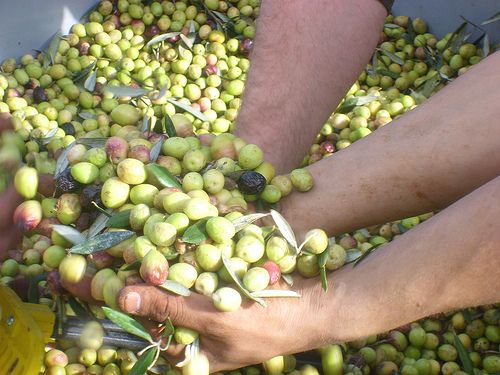 Récolte des olives vertes