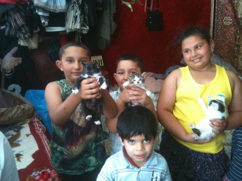 Les enfants du campement d'Evry, fiers de leurs bébé chats