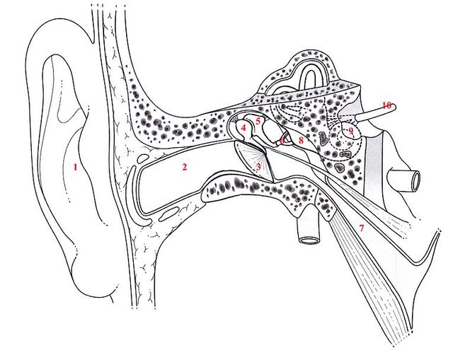 1)Pavillon 2)Conduit auditif externe 3)Tympan 4)Marteau 5)Enclume 6)Etrier 7)Trompe d’Eustache 8)Oreille interne 9)Cochlée