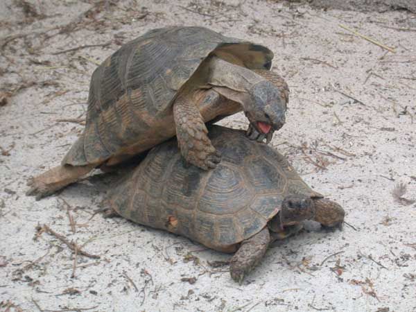 Tortue grecque