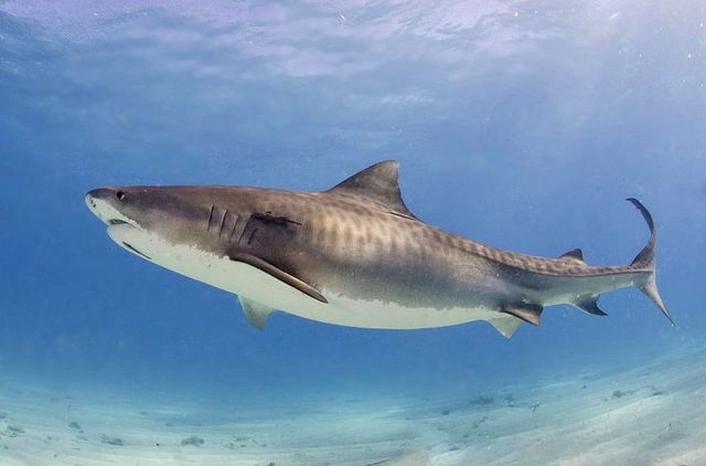 requin tigre