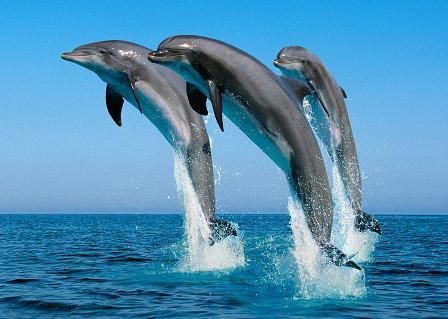 Dauphins ambassadeurs