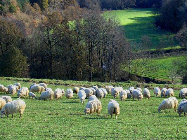 Troupeau de brebis dans le pays basque- Pyrénées Atlantiques .