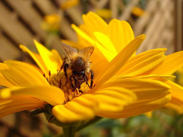 abeille