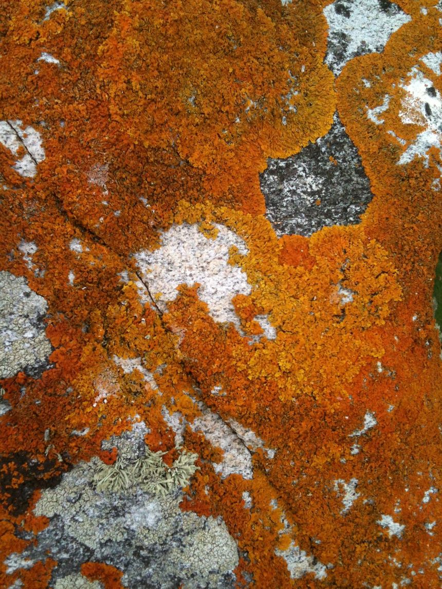 Lichen