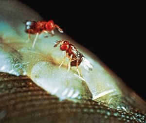 Trichogramme brassicae