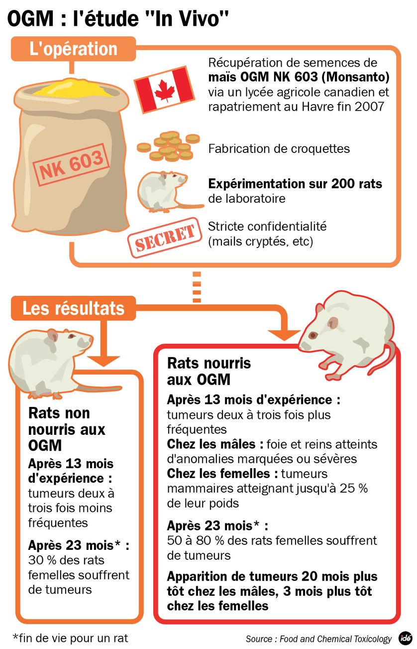OGM : l'étude qui accuse