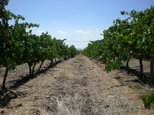 Vignes de pinotage