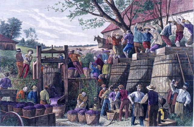 Vendange en Californie par Paul Frenzeny - Fin XIXe siècle